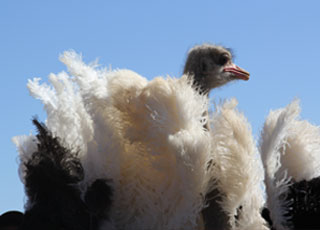 Harvesting_ostrich_feathers_2.jpg