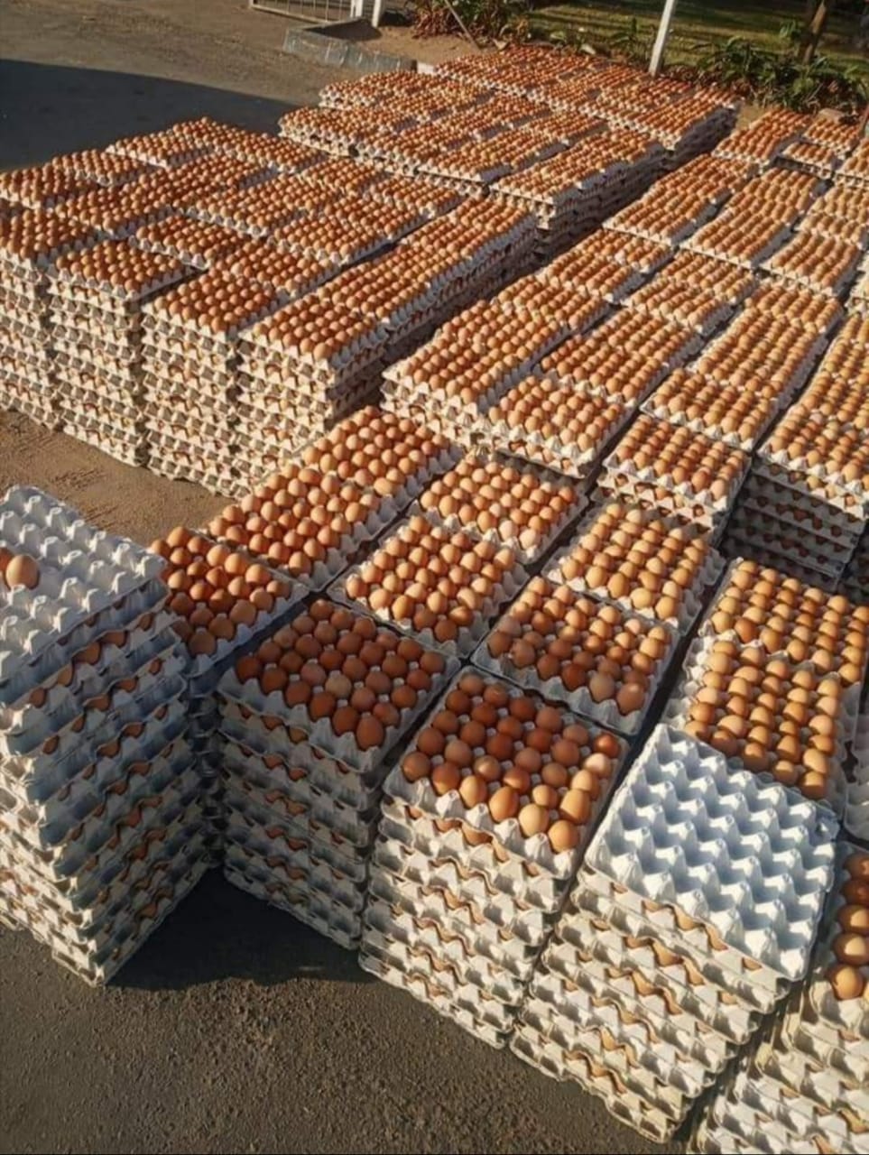 472930861_927909802812975_4356598400068522556_n